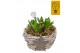 Arrangementen hyacinthus Hyacint Gevlochten Schaal HL42782 [CHRISTMAS  