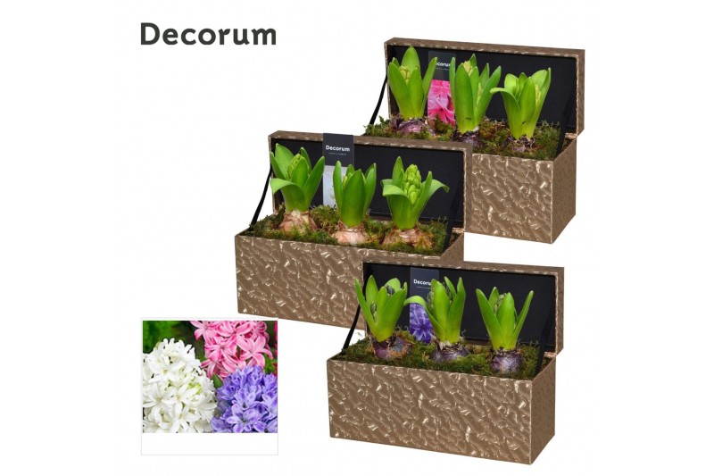 Arrangementen hyacinthus Hyacint Golden Giftbox HL14952 [SHINY & SPARK 