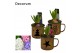 Arrangementen hyacinthus Hyacint Golden Mug HL15752 [SHINY & SPARKLING 