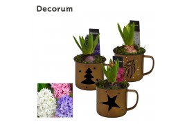 Arrangementen hyacinthus Hyacint Golden Mug HL15752 [SHINY & SPARKLING
