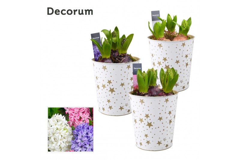 Arrangementen hyacinthus Hyacint Golden Stars HL14472 [SHINY & SPARKLI 