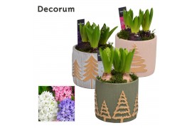 Arrangementen hyacinthus Hyacint Golden Tree HL15372 [SHINY & SPARKLIN