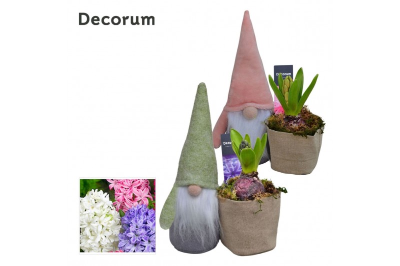 Arrangementen hyacinthus Hyacint Stoffen Gnoom HL14412 [LOVELY COLORS] 