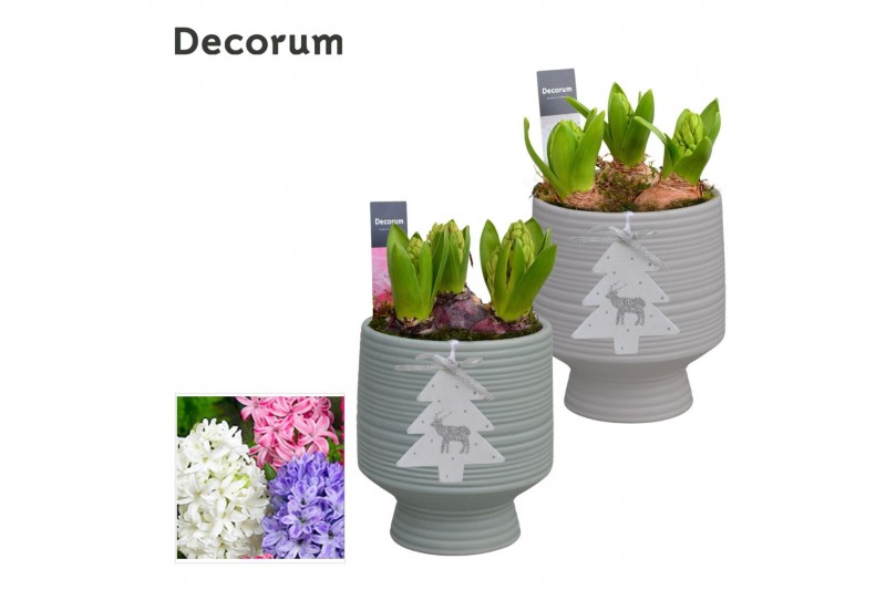 Arrangementen hyacinthus Hyacint Pot sur Pied HL14962 [PURE] 3 pp 75 b 