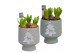 Arrangementen hyacinthus Hyacint Pot sur Pied HL14962 [PURE] 3 pp 75 b 