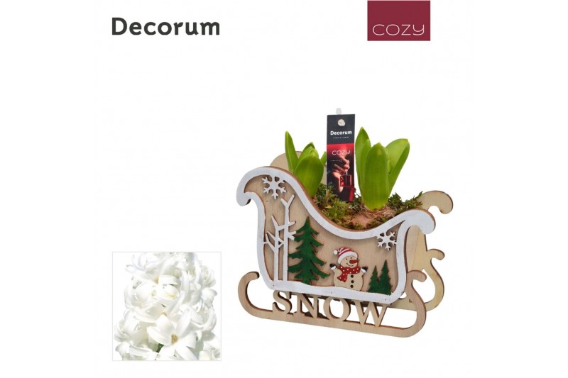 Arrangementen hyacinthus Hyacint Sleigh Christmas HL14036WP [COZY] 2 p 