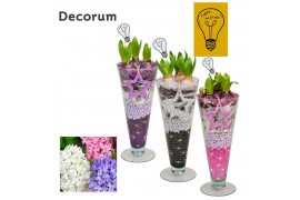 Arrangementen hyacinthus Hyacint Lincoln HL45012 [CHRISTMAS LIGHT] 3 p