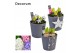 Arrangementen hyacinthus Hyacint Smooth Gray HL14912 [SHINY & SPARKLIN 