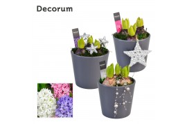 Arrangementen hyacinthus Hyacint Smooth Gray HL14912 [SHINY & SPARKLIN