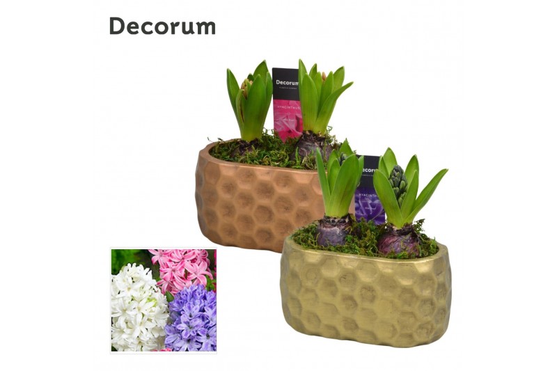 Arrangementen hyacinthus Hyacint Rava HL15330 [PURE] 2 pp 60 bl. 2 per 