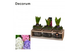Arrangementen hyacinthus Hyacint TriPlant HL15070 [PURE] 3 pp 90 bl. 3