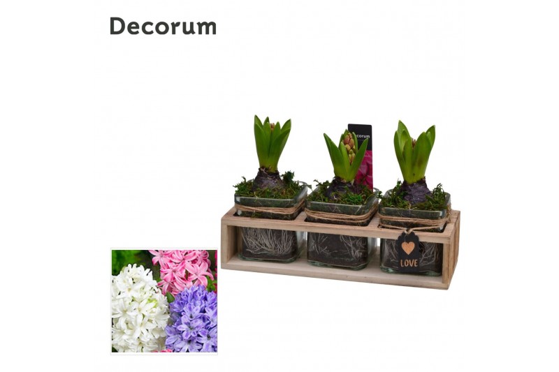 Arrangementen hyacinthus Hyacint TriPlant HL15070 [PURE] 3 pp 90 bl. 3 