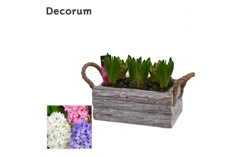 Arrangementen hyacinthus Hyacint Twigs Box HL15790 [PURE] 6 pp 