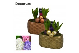Arrangementen hyacinthus Hyacint Rava HL15332 [SHINY & SPARKLING] 2 pp