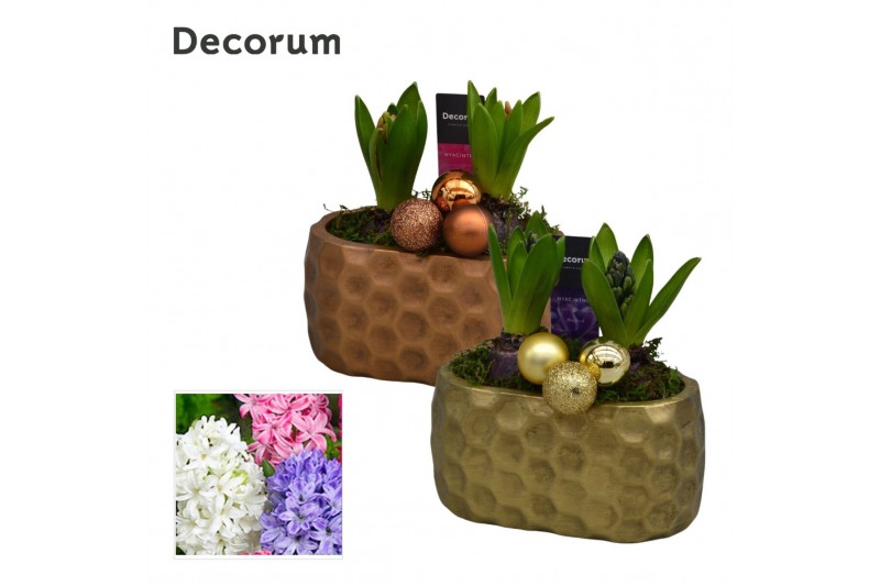 Arrangementen hyacinthus Hyacint Rava HL15332 [SHINY & SPARKLING] 2 pp 