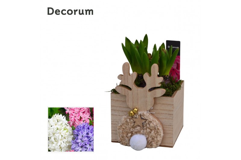 Arrangementen hyacinthus Hyacint Rudolph Square HL15662 [PURE] 3 pp 75 