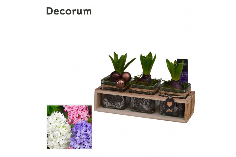 Arrangementen hyacinthus Hyacint TriPlant HL15072 [PURE] 3 pp 90 bl. 3 