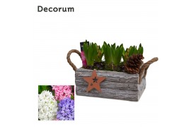 Arrangementen hyacinthus Hyacint Twigs Box HL15792 [PURE] 6 pp