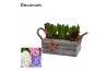 Arrangementen hyacinthus Hyacint Twigs Box HL15792 [PURE] 6 pp