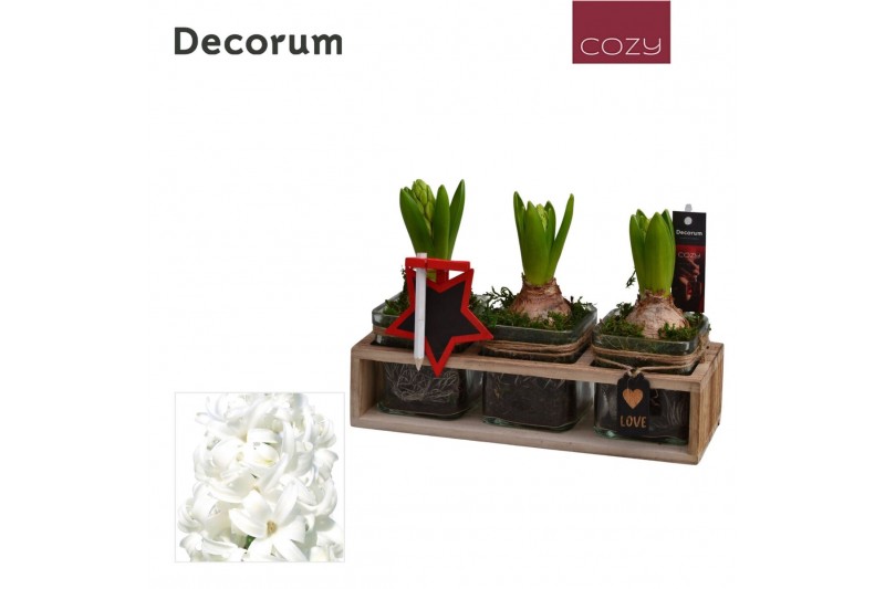 Arrangementen hyacinthus Hyacint TriPlant HL15076WP [COZY] 3 pp 90 bl. 