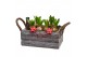 Arrangementen hyacinthus Hyacint Twigs Box HL15796WP [COZY] 6 pp 
