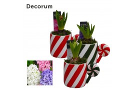 Arrangementen hyacinthus Hyacint Mug Christmas Candy HL15852 [LOVELY C