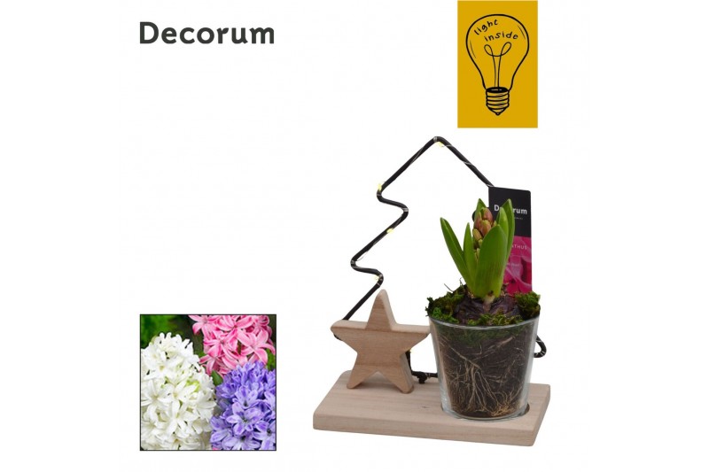 Arrangementen hyacinthus Hyacint Tree with Light HL44492 [CHRISTMAS LI 