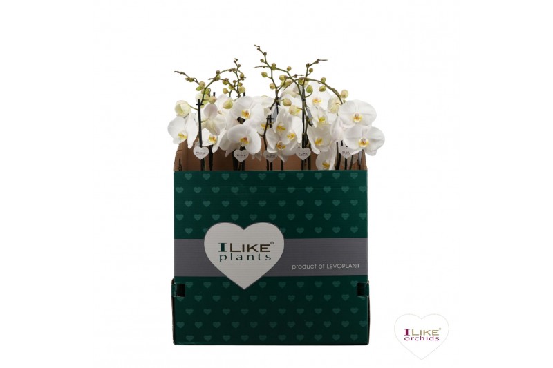 Phalaenopsis wit Phalaenopsis wit-gele lip - 1 tak 70cm 9+/vertakt 12  
