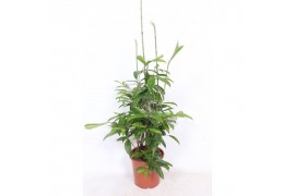 Dracaena surculosa Dracaena Surculosapp