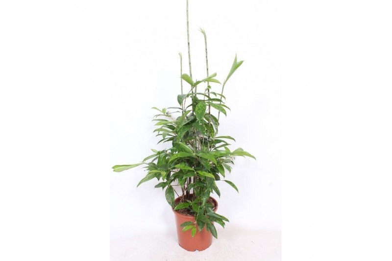 Dracaena surculosa Dracaena Surculosapp 