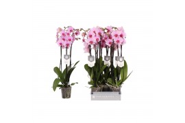 Phalaenopsis anthura washington Phalaenopsis Washington, 3-spike 22+22