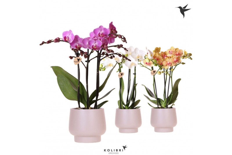 Phalaenopsis multiflora Kolibri Orchids Phalaenopsis mix 3 spike in Sc 