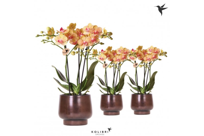 Phalaenopsis multiflora oranje Kolibri Orchids Phalaenopsis orange 3sp 