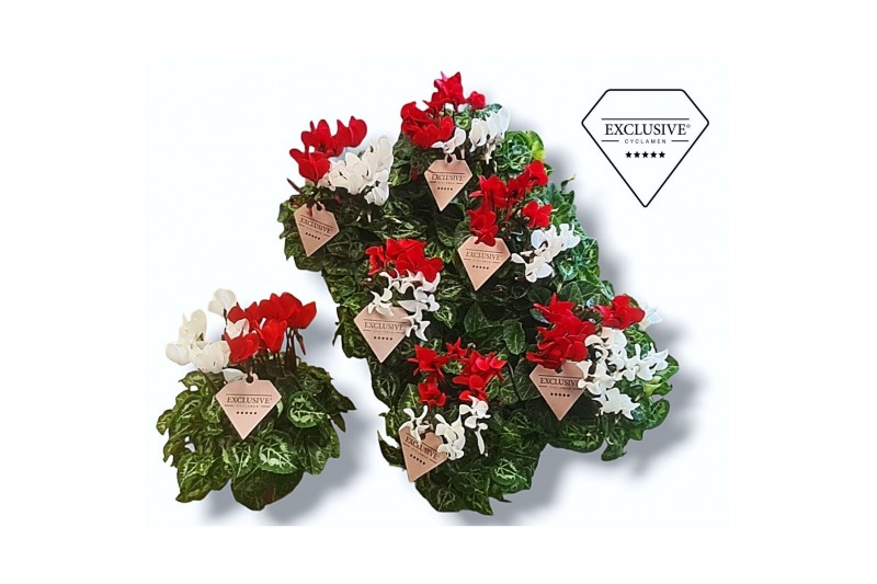 Cyclamen pers. super serie compact Cyclamen Exclusive® Duo Rood/Wit 20 
