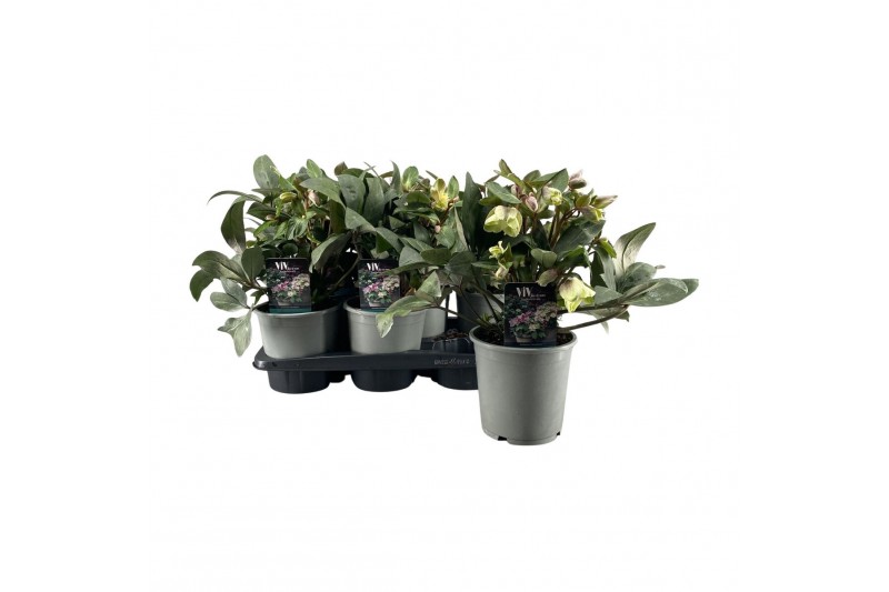 Helleborus x ericsmithii viv valeria Helleborus ViV Valeria 20 bl. 