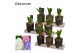 Arrangementen hyacinthus Hyacint Triple Glass on Wood HL13720 [LOVELY  