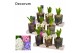 Arrangementen hyacinthus Hyacint Triple Glass on Wood HL13722 [LOVELY  