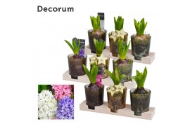 Arrangementen hyacinthus Hyacint Triple Glass on Wood HL13722 [LOVELY 