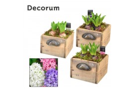 Arrangementen hyacinthus Hyacint Wooden Drawer HL10751 [PURE] 3 pp 75 