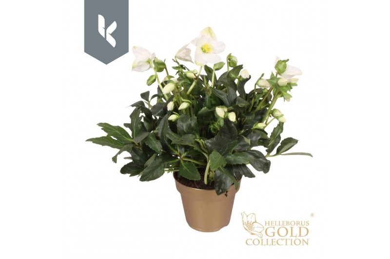 Helleborus niger hgc jerry HGC Helleborus Jerry in het goud30 bl. 