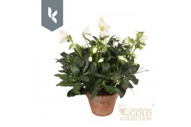 Helleborus niger hgc jerry HGC Helleborus Jerry in stenen pot30 bl.