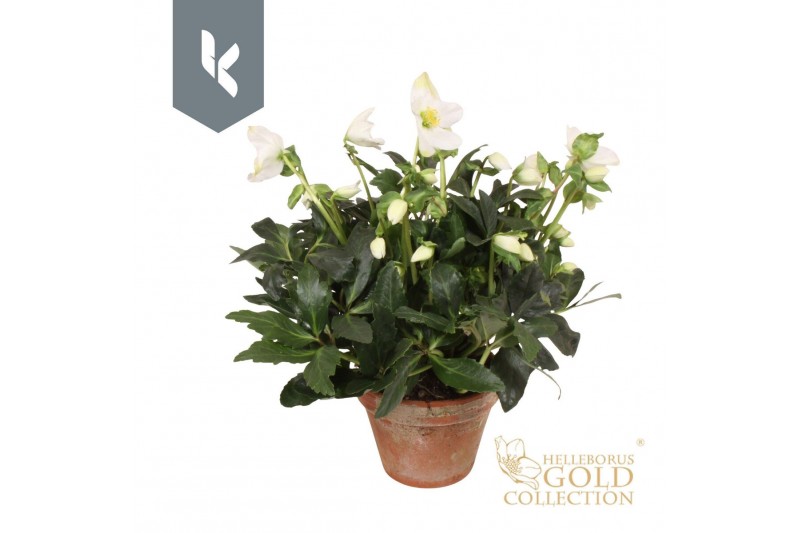 Helleborus niger hgc jerry HGC Helleborus Jerry in stenen pot30 bl. 