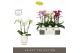 Phalaenopsis multiflora mix Optimost Sensual Mix 3 spike in Emilia Whi 