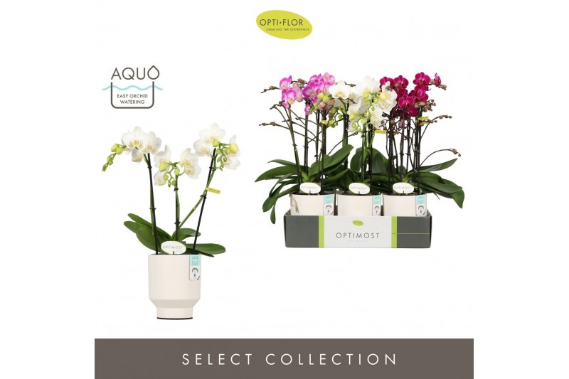 Phalaenopsis multiflora mix Optimost Sensual Mix 3 spike in Emilia Whi 