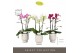 Phalaenopsis multiflora mix Optimost Sensual Mix 3 spike in Emilia Whi 