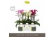 Phalaenopsis multiflora mix Optimost Sensual Mix 3 spike in Emilia Whi 