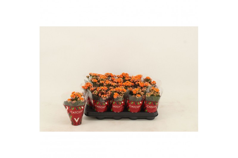 Kalanchoe calandiva hawn Kalanchoe Double Orange1 pp 