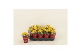 Kalanchoe calandiva nolin Kalanchoe Double Yellow1 pp