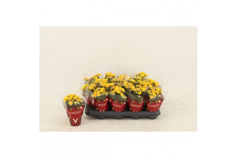 Kalanchoe calandiva nolin Kalanchoe Double Yellow1 pp 