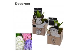 Arrangementen hyacinthus Hyacint Happy Christmas HL11242 [PURE] 1 pp 3